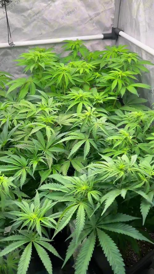 Glowstarz - Paradise Seeds