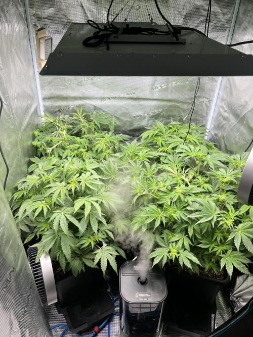 Glowstarz - Paradise Seeds. Week 9 - 25.04. F15