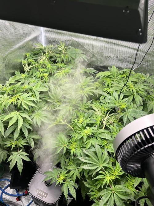 Glowstarz - Paradise Seeds. Week 9 - 25.04. F15