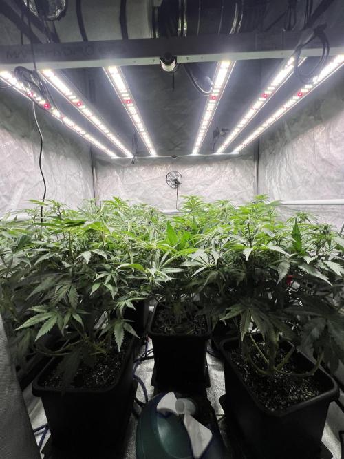 Glowstarz - Paradise Seeds. Week 9 - 25.04. F15