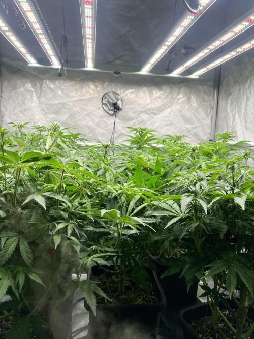 Glowstarz - Paradise Seeds. Week 9 - 25.04. F15