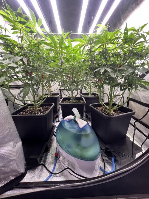 Glowstarz - Paradise Seeds. Week 9 - 25.04. F15