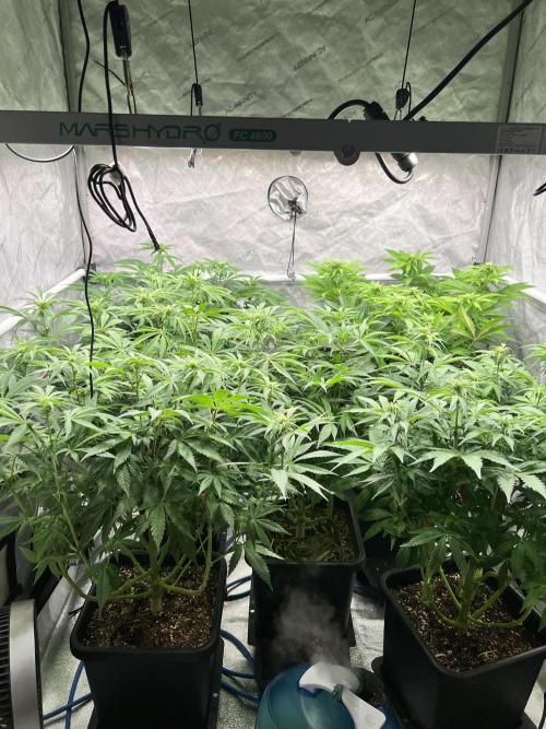 Glowstarz - Paradise Seeds. Week 9 - 27.04. F17