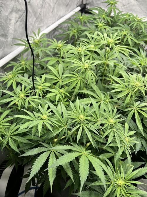 Glowstarz - Paradise Seeds. Week 9 - 27.04. F17