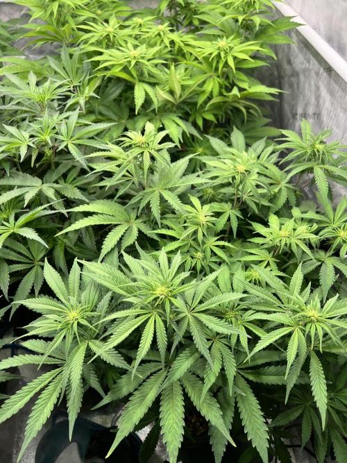 Glowstarz - Paradise Seeds. Week 9 - 27.04. F17