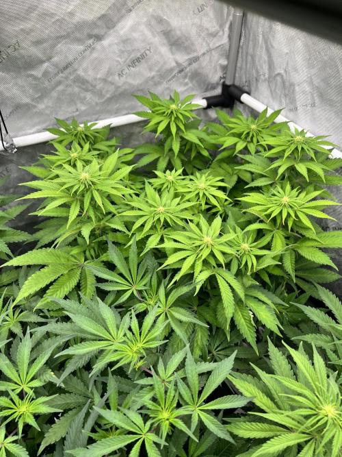 Glowstarz - Paradise Seeds. Week 9 - 27.04. F17