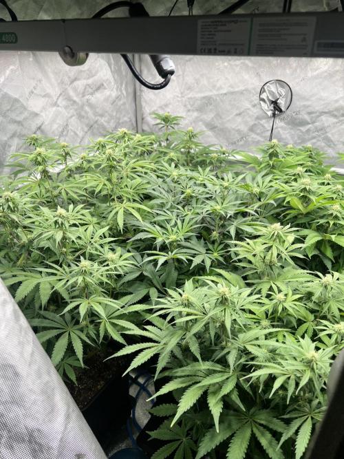 Glowstarz - Paradise Seeds. Week 10 - 02.05. F22