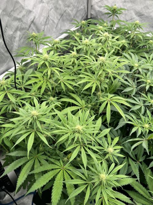 Glowstarz - Paradise Seeds. Week 10 - 02.05. F22