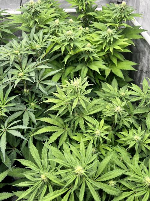 Glowstarz - Paradise Seeds. Week 10 - 02.05. F22