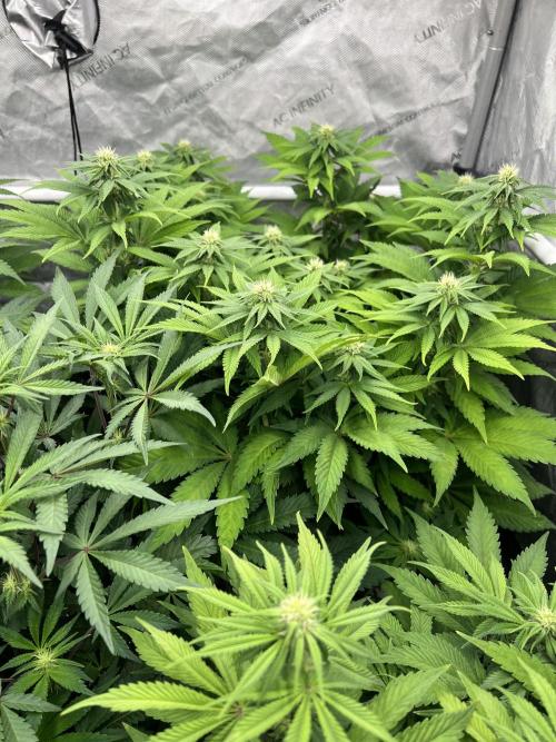 Glowstarz - Paradise Seeds. Week 10 - 02.05. F22