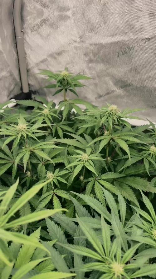 Glowstarz - Paradise Seeds