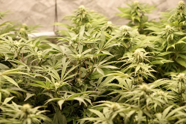 Glowstarz - Paradise Seeds. Week 10 - Camera Switch