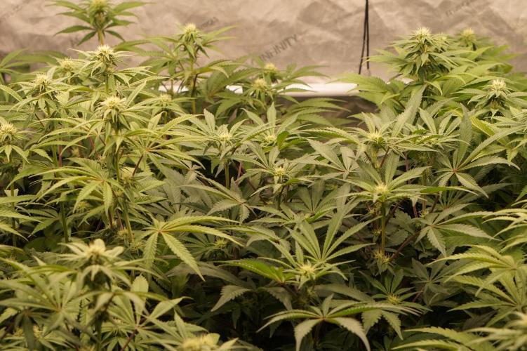 Glowstarz - Paradise Seeds. Week 10 - Camera Switch