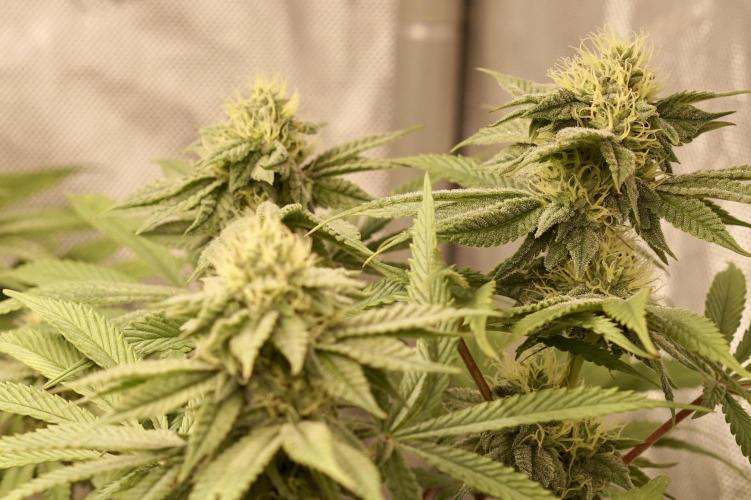 Glowstarz - Paradise Seeds. Week 11 - 11.05. F31