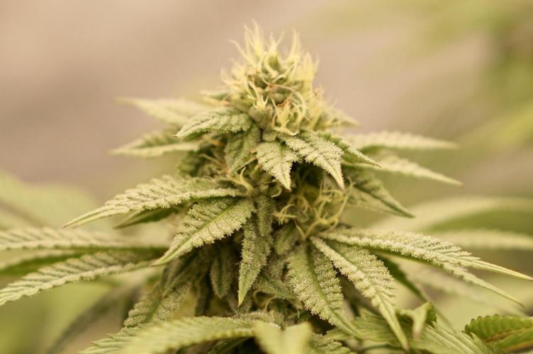 Glowstarz - Paradise Seeds. Week 11 - 11.05. F31