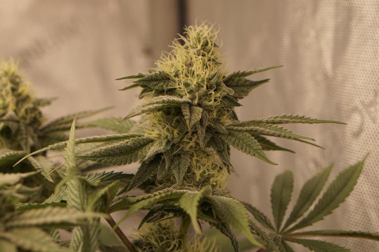 Glowstarz - Paradise Seeds. Week 11 - 15.05. F35