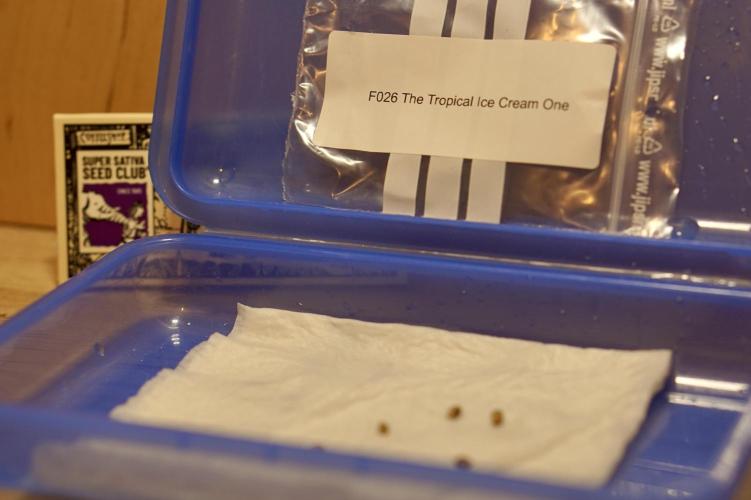 F026 - The Tropical Ice Cream One - SSSC. Week 0 - 16.05.