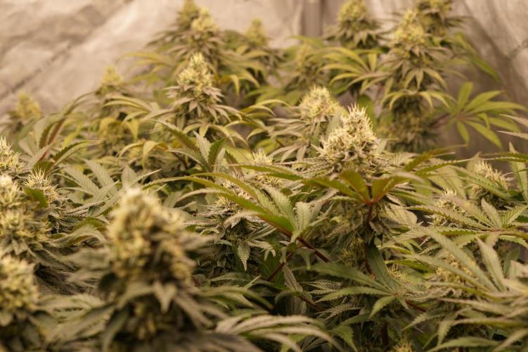 Glowstarz - Paradise Seeds. Week 12 - 25.05. F45