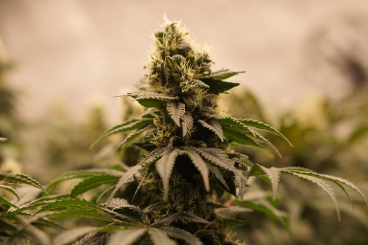 Glowstarz - Paradise Seeds. Week 12 - 25.05. F45