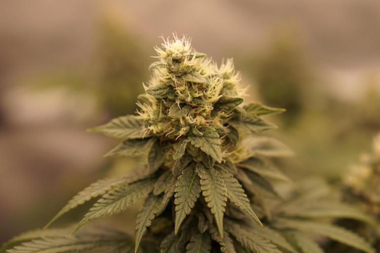 Glowstarz - Paradise Seeds. Week 12 - 25.05. F45