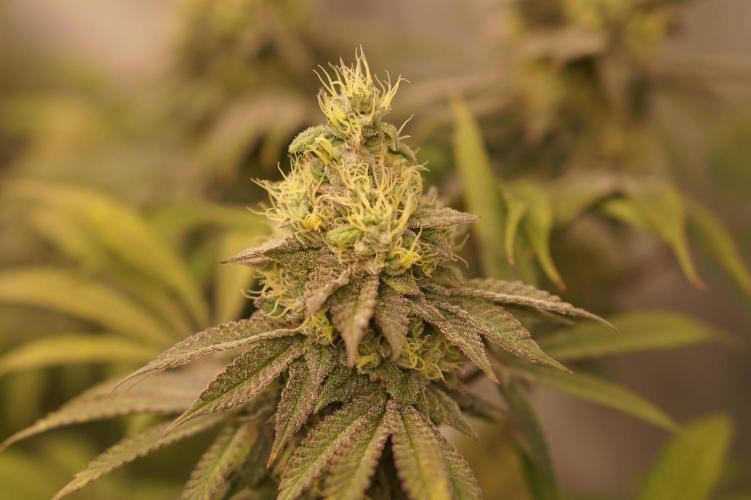 Glowstarz - Paradise Seeds. Week 12 - 25.05. F45
