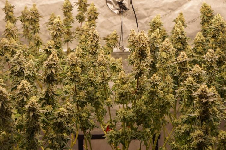 Glowstarz - Paradise Seeds. Week 13 - 31.05. F51
