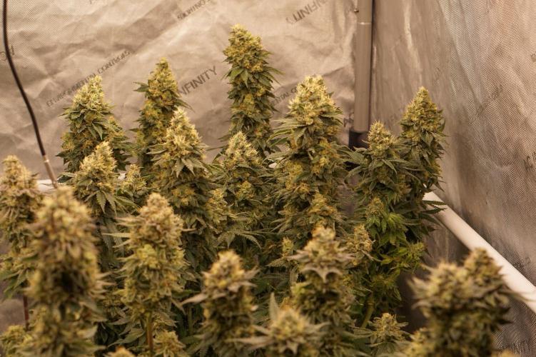 Glowstarz - Paradise Seeds. Week 13 - 31.05. F51