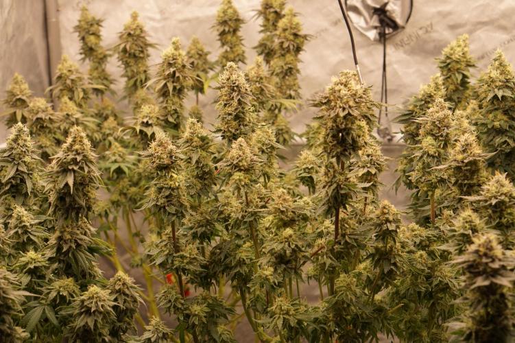 Glowstarz - Paradise Seeds. Week 13 - 31.05. F51