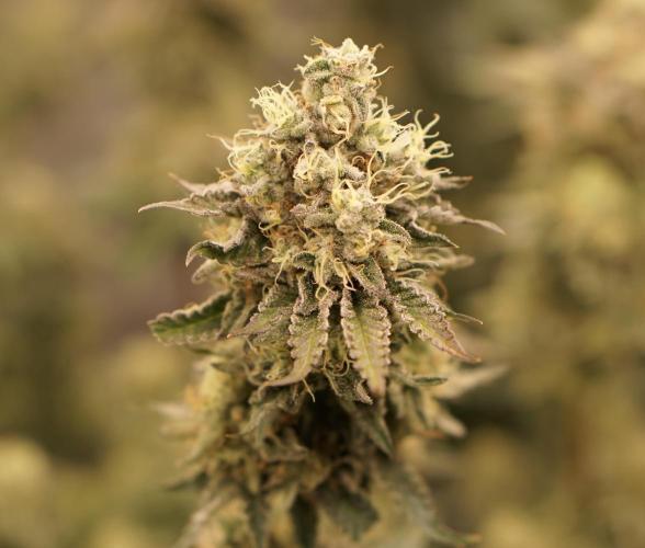Glowstarz - Paradise Seeds. Week 13 - 31.05. F51