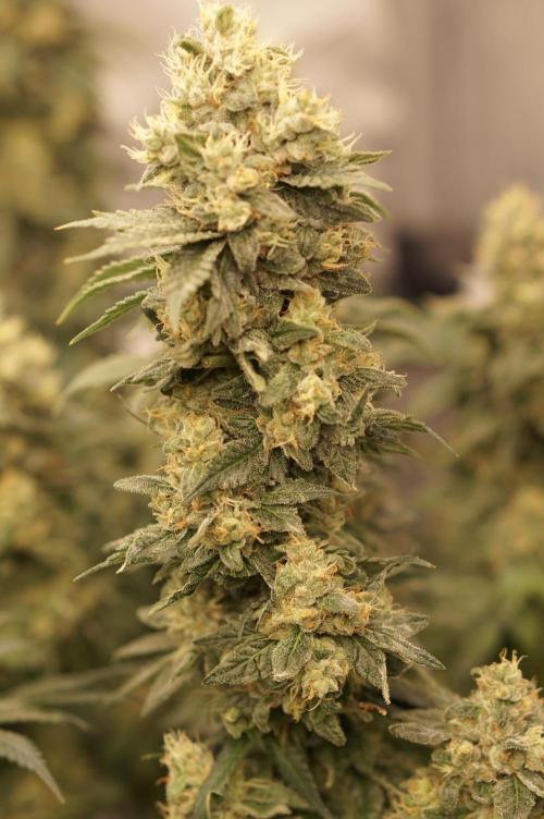 Glowstarz - Paradise Seeds. Week 13 - 31.05. F51