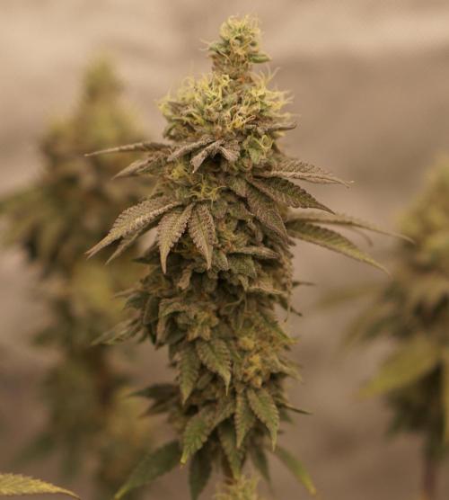 Glowstarz - Paradise Seeds. Week 13 - 31.05. F51