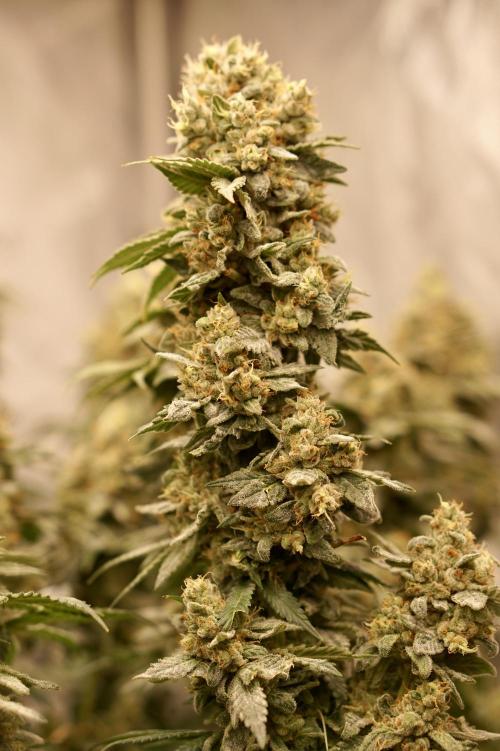 Glowstarz - Paradise Seeds. Week 14 - 08.06. Day 59