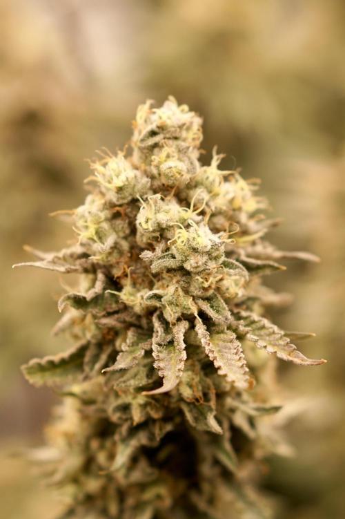Glowstarz - Paradise Seeds. Week 14 - 08.06. Day 59