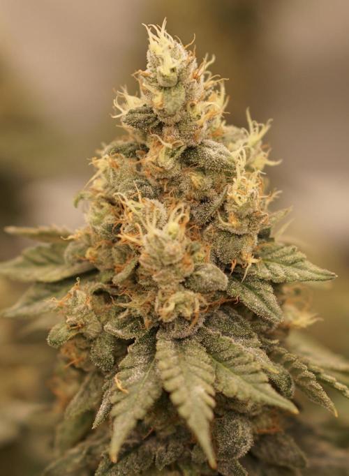 Glowstarz - Paradise Seeds. Week 14 - 08.06. Day 59
