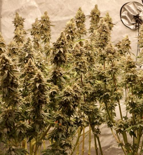 Glowstarz - Paradise Seeds. Week 14 - 08.06. Day 59