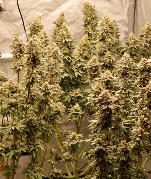 Glowstarz - Paradise Seeds. Week 14 - 08.06. Day 59