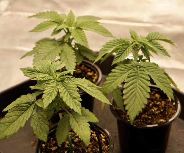 F026 - The Tropical Ice Cream One - SSSC. Week 3 - 08.06. D21