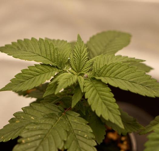 F026 - The Tropical Ice Cream One - SSSC. Week 3 - 08.06. D21