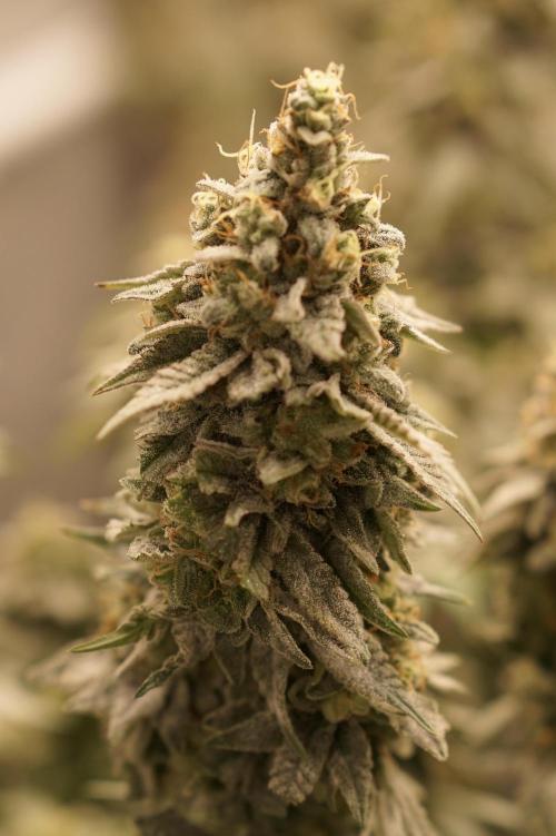 Glowstarz - Paradise Seeds. Week 15 - 10.06. Day 