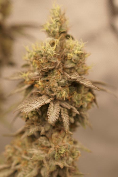 Glowstarz - Paradise Seeds. Week 15 - 10.06. Day 