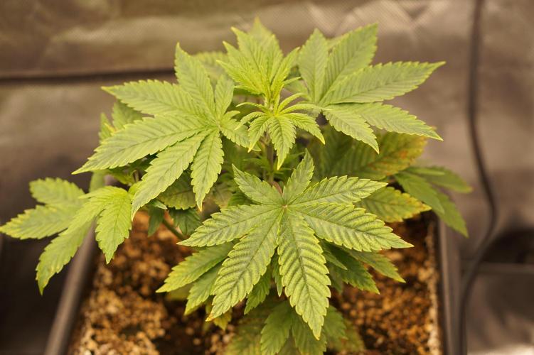F026 - The Tropical Ice Cream One - SSSC. Week 4 - 15.06. D28