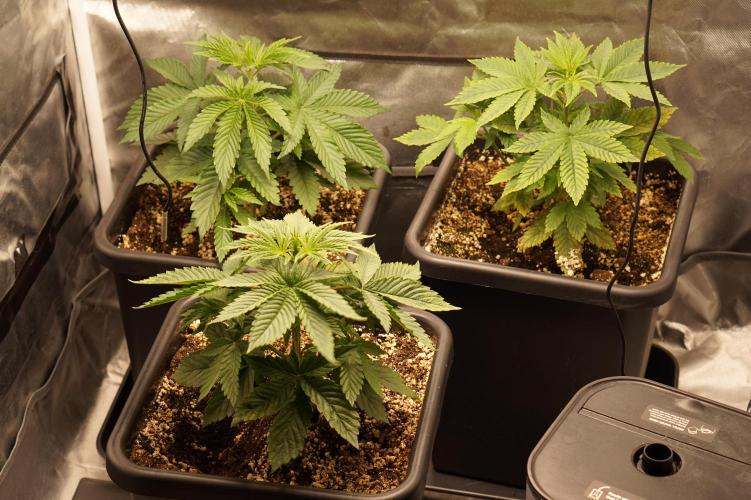 F026 - The Tropical Ice Cream One - SSSC. Week 4 - 15.06. D28
