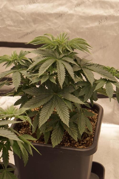 F026 - The Tropical Ice Cream One - SSSC. Week 6 - 24.06. D37