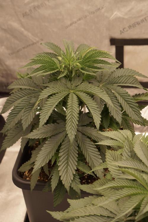 F026 - The Tropical Ice Cream One - SSSC. Week 6 - 24.06. D37