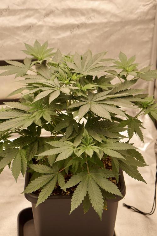 F026 - The Tropical Ice Cream One - SSSC. Week 6 - 28.06. D41