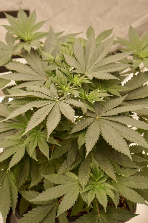 F026 - The Tropical Ice Cream One - SSSC. Week 6 - 28.06. D41