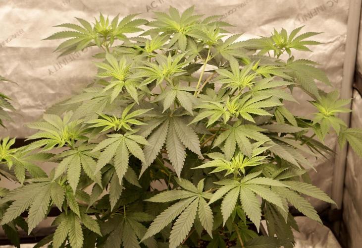 F026 - The Tropical Ice Cream One - SSSC. Week 7 - 02.07. F4