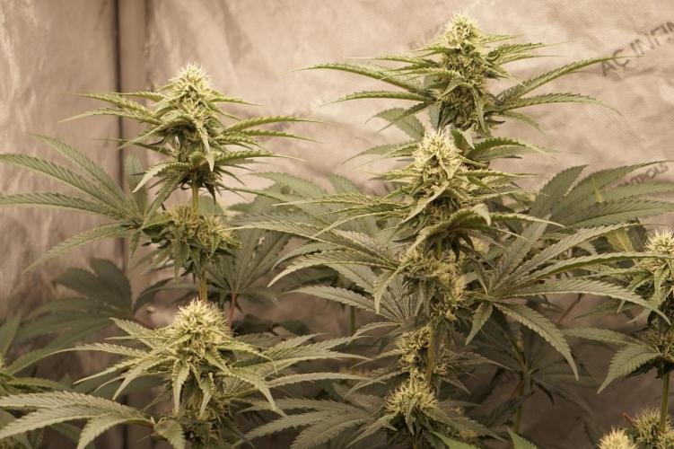 F026 - The Tropical Ice Cream One - SSSC. Week 11 - 28.07. F30