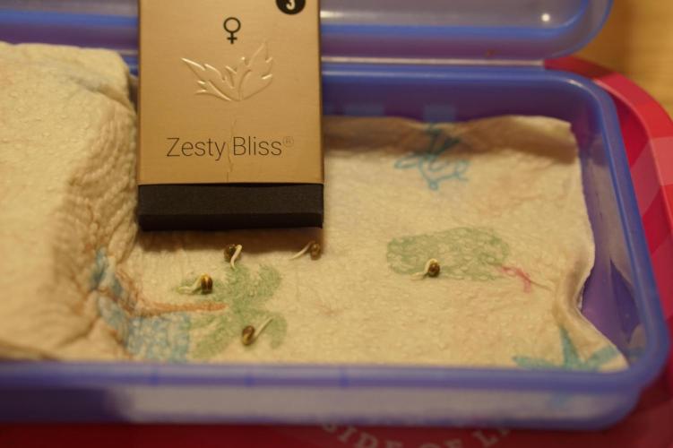 Zesty Bliss - Paradise Seeds. Week 0 - 01.08.