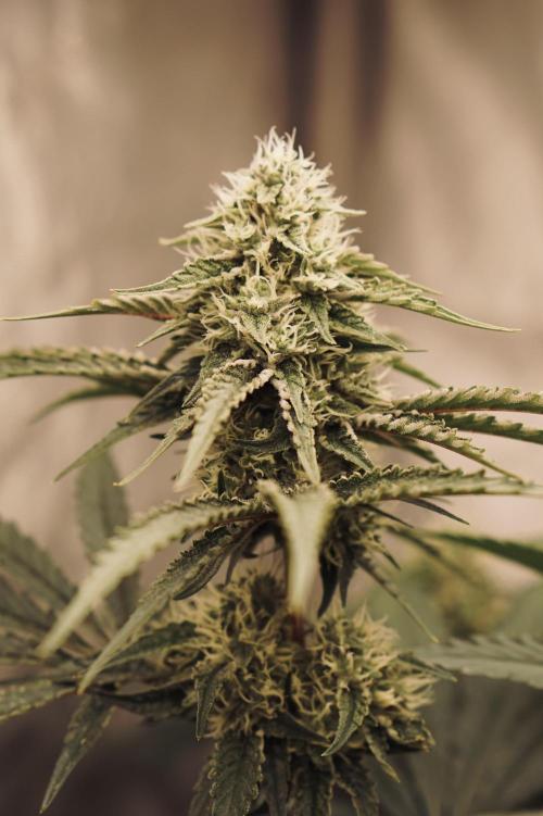 F026 - The Tropical Ice Cream One - SSSC. Week 12 - 04.08. F37